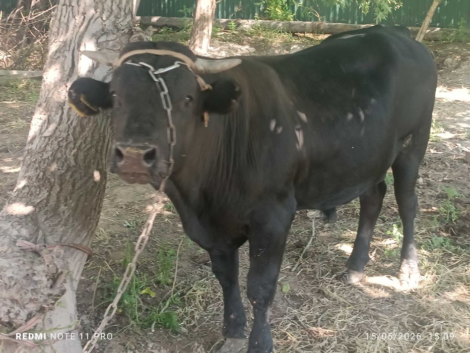Buqa sotiladi angus