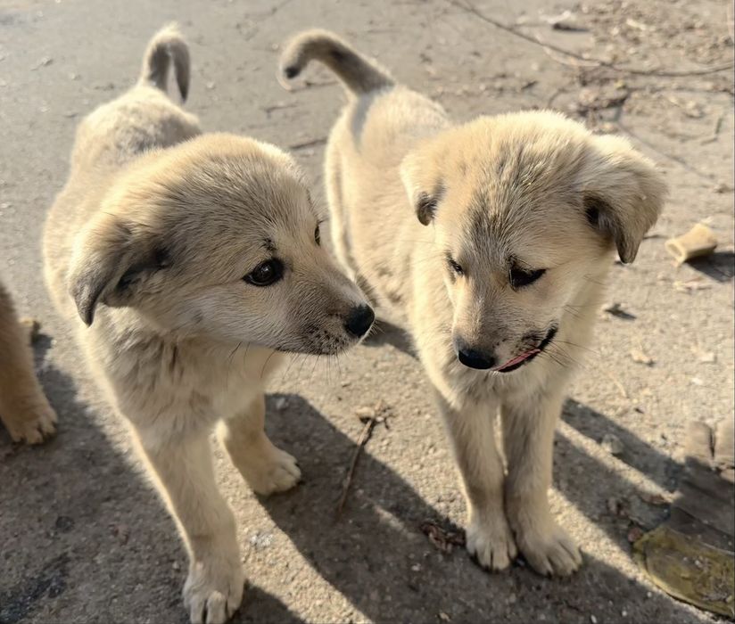 Отдам симпатичных щенков в добрые руки