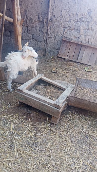 4 айлық лақ сатылады