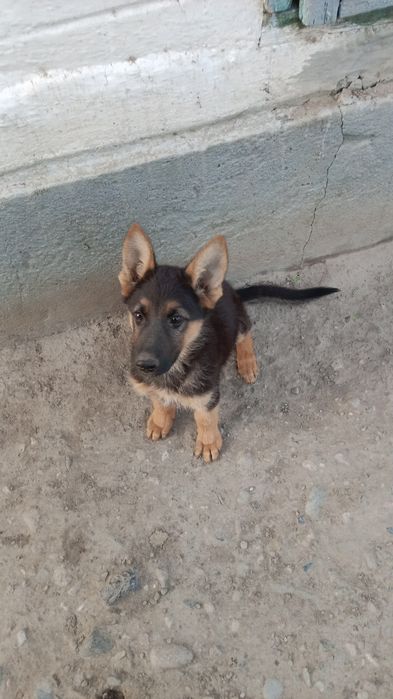 Продам щенка немецкой