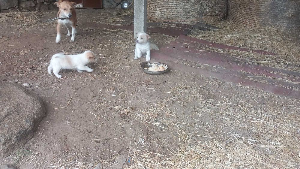 Подарявам малки кученца