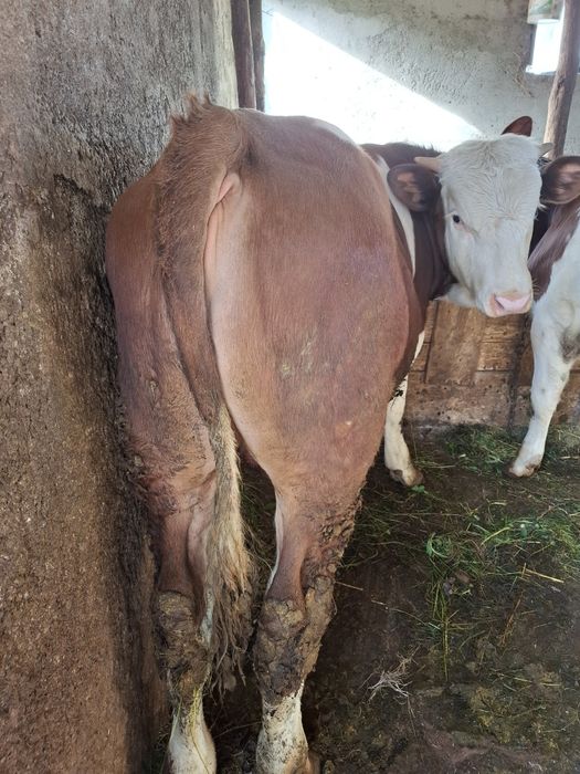 Tăuraș vârstă 7 luni