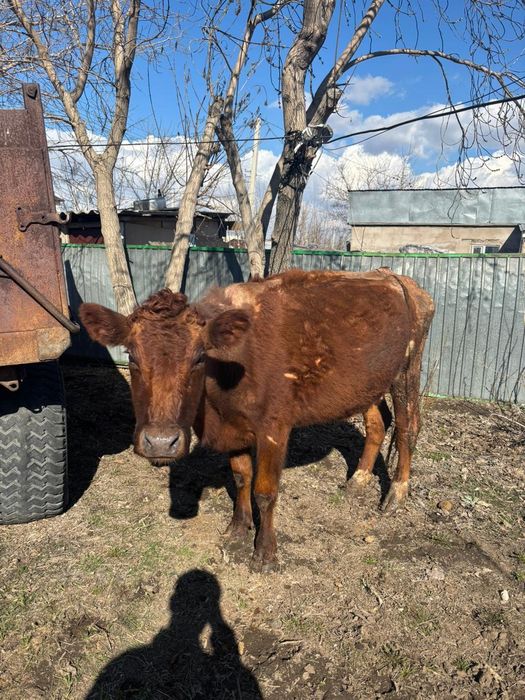 Сиыр бұзауымен Корова с телёноком