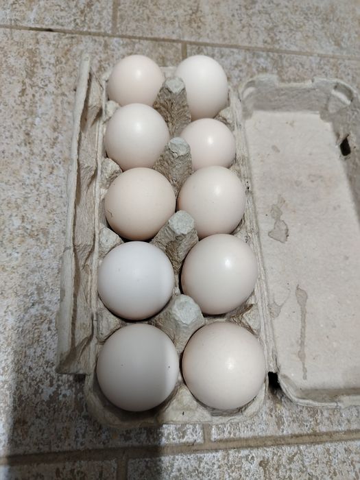 Ouă incubat La Bress
