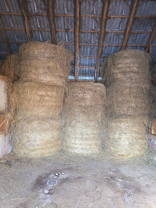 Vând balotii fan și otava