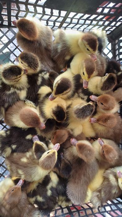 Индаутка балапаны