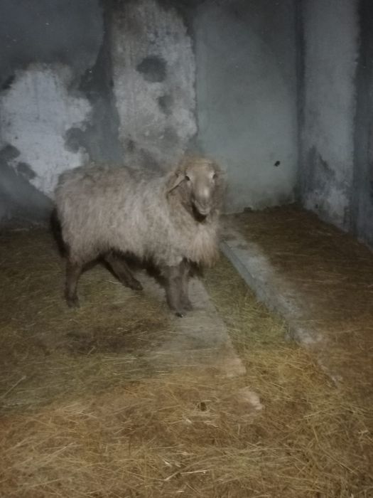 Продам кошкара на племя