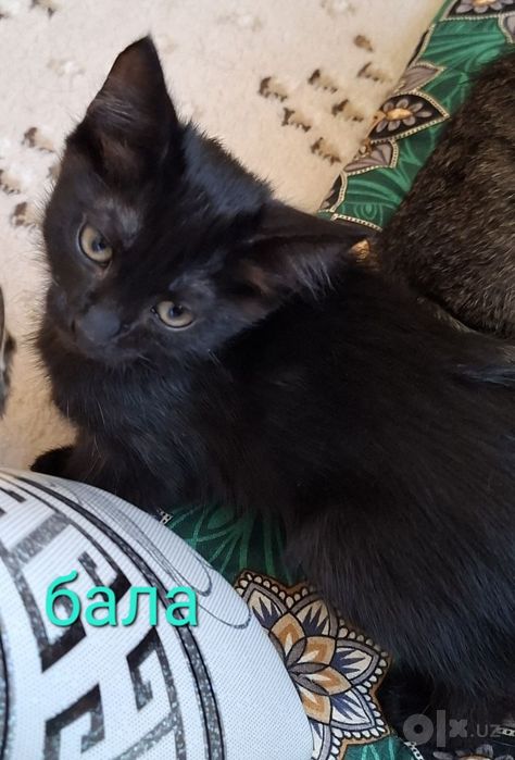 Котята бесплатно