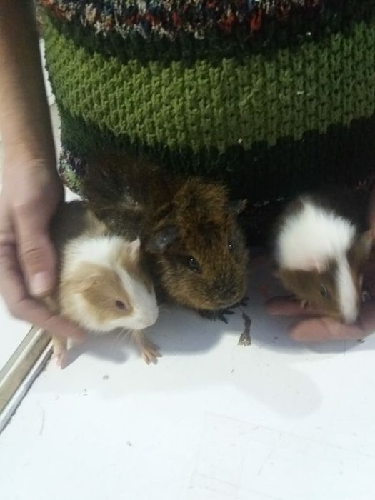 Волнистые попугаи