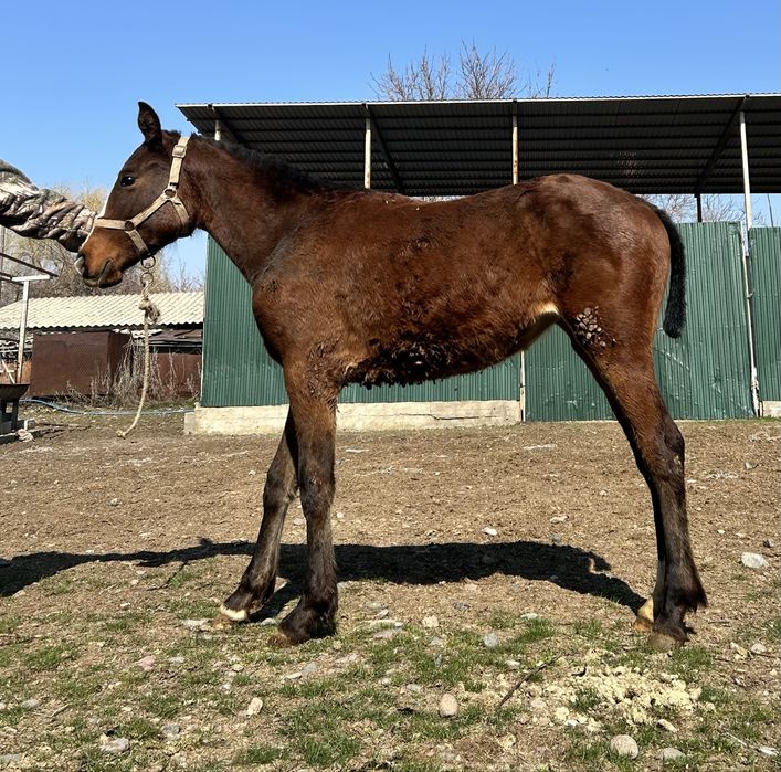 Англо араб тай….
