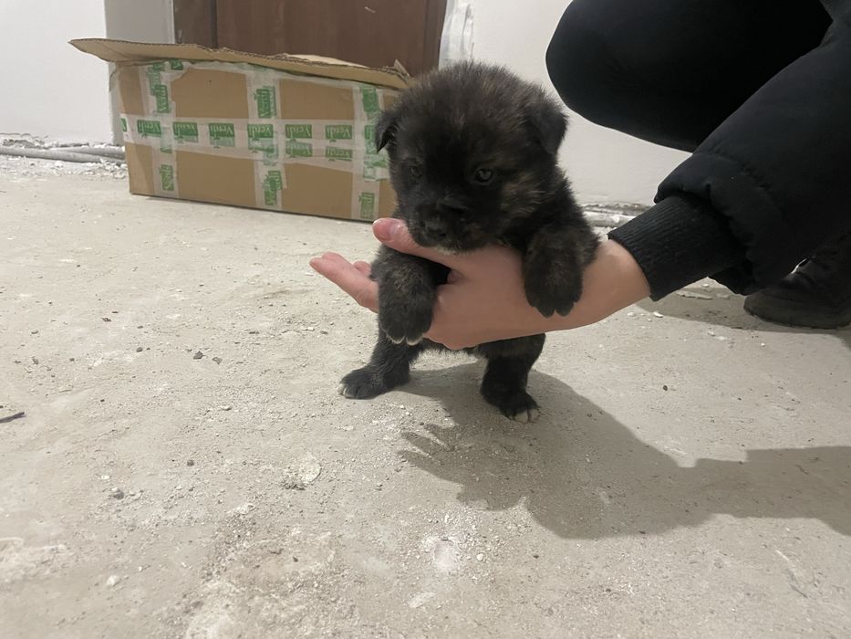 Donez  Catelusi 7 saptamani