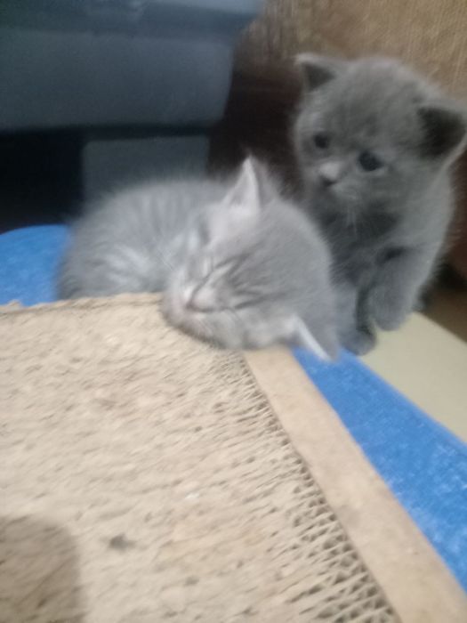 Продам котят шатланская