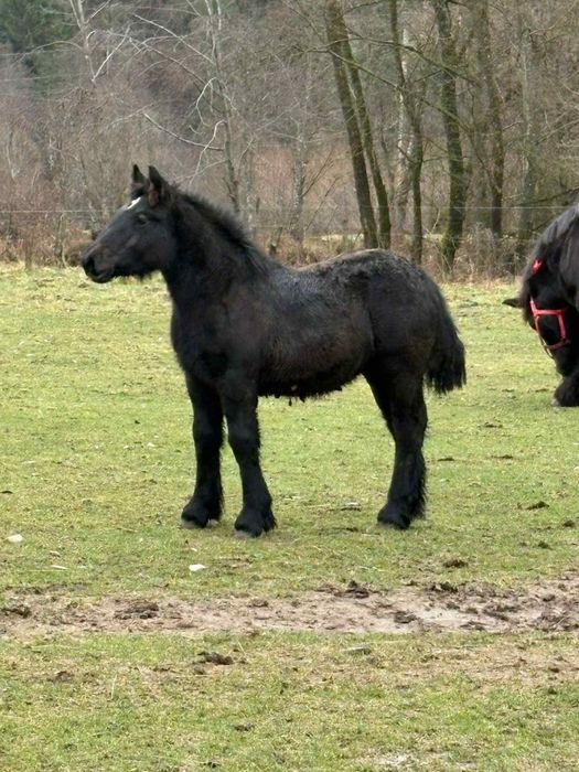 Vând mânze ardeneze sură, murgă, neagră