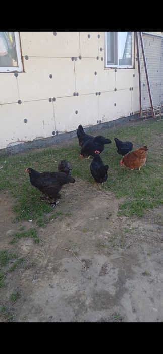 Продам домашний курица