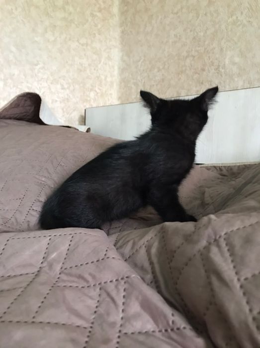 Черный кот 2 месяца