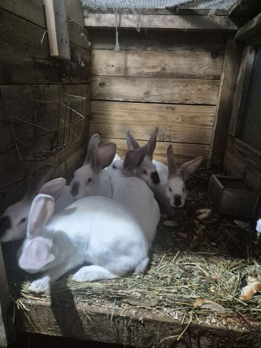 Iepurași de vânzare