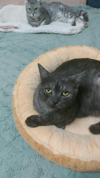 Ищем дом для очень красивого молодого кота