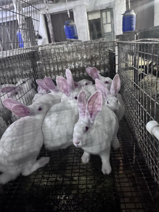 Sifatli Hikol quyonlari – nasl va boqish uchun