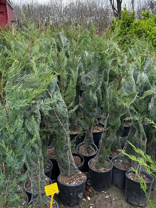 Leylandii Cupressocyparis | Plante premium gard viu și montaj
