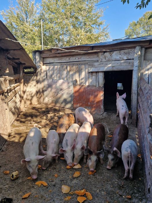 Домашни прасенца