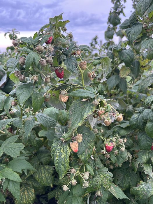 Саженцы малины сорт Мапема