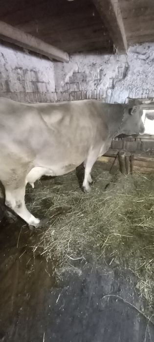 Vacă brună de Maramureș