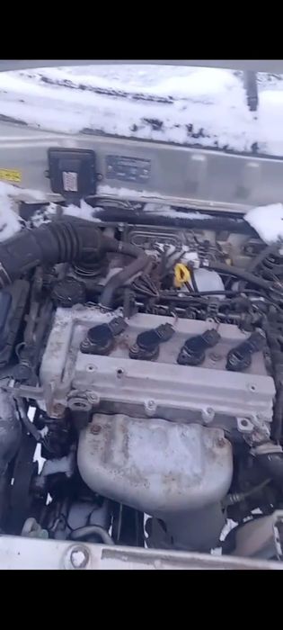 Матор Китайский фав