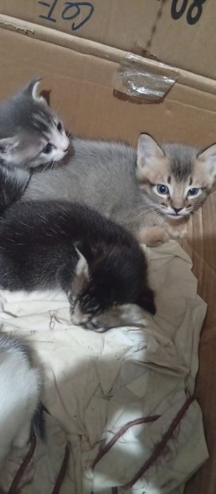 Отдадим котят бесплатно