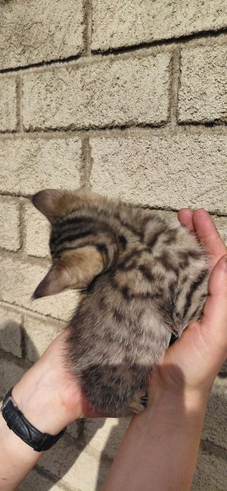 Котенок породистый