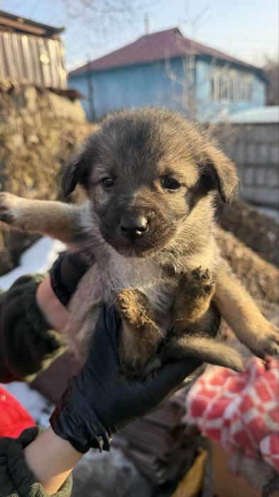 Отдам шенят даром