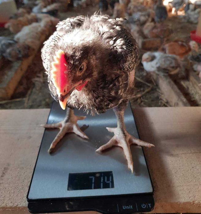 Livrăm pui rasă mixta si pui alb