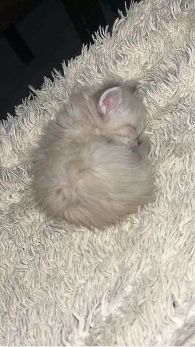 Отдам котят в хорошие руки