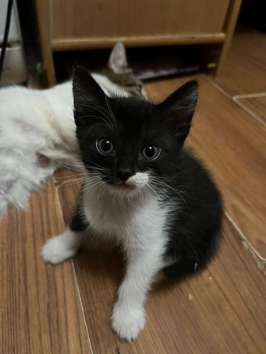 Отдам котят даром