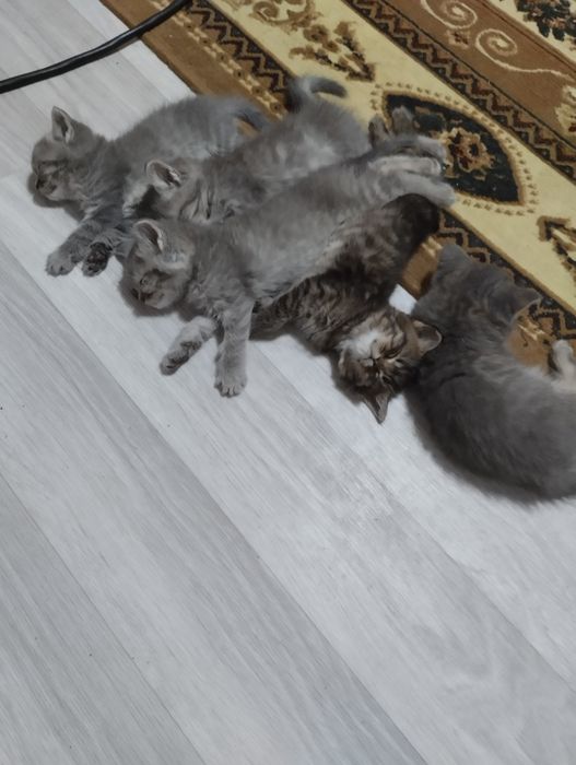 Продам котят чистые британцы