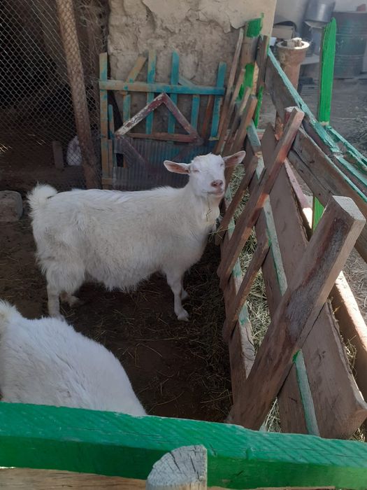 Занен лакты ешкі обмен