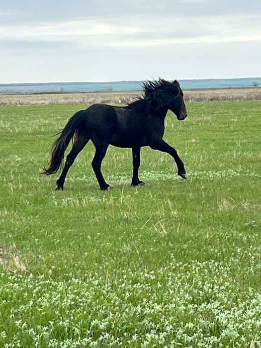 В продаже жеребец