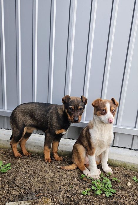 Ofer spre adoptie 2 catei fetite