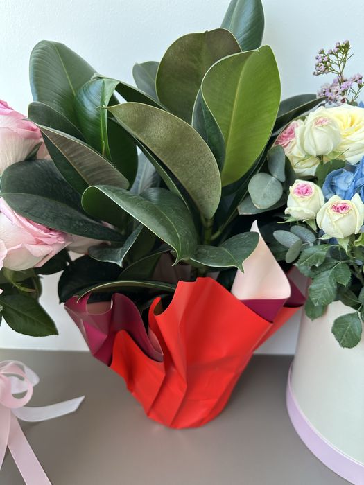 Продам цветы красивые