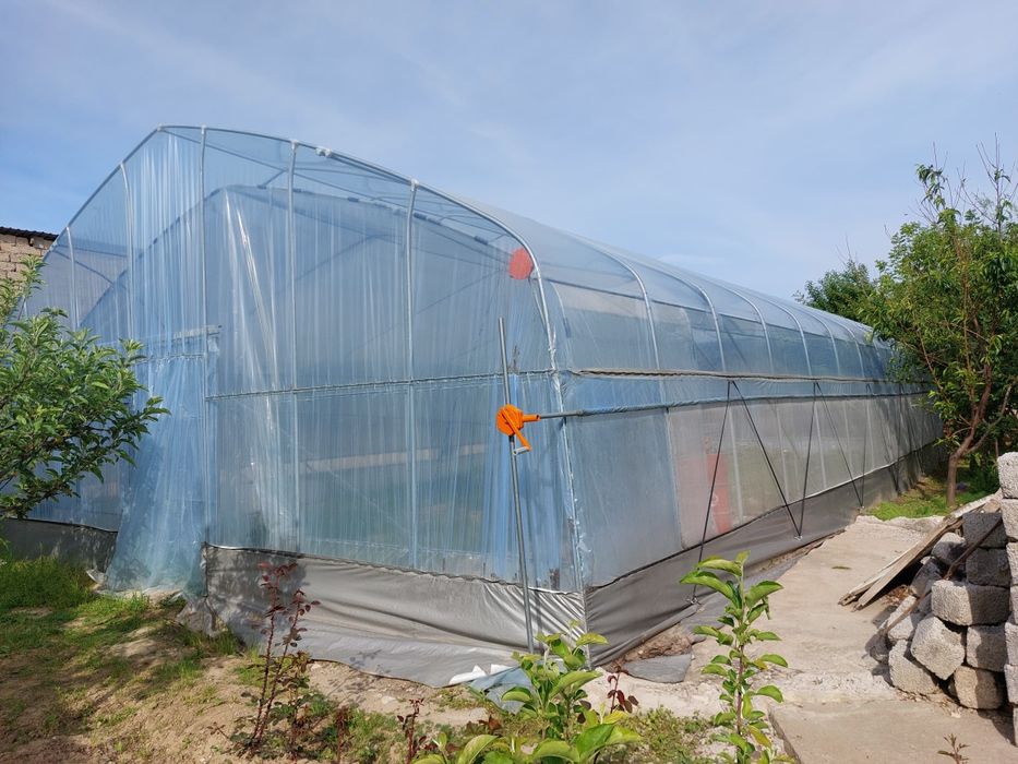 Koreyskiy Tandom teplicha sotiladi