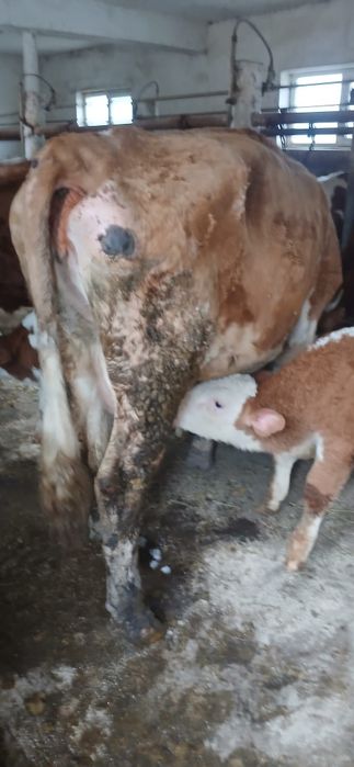 Vând vaci bune de lapte