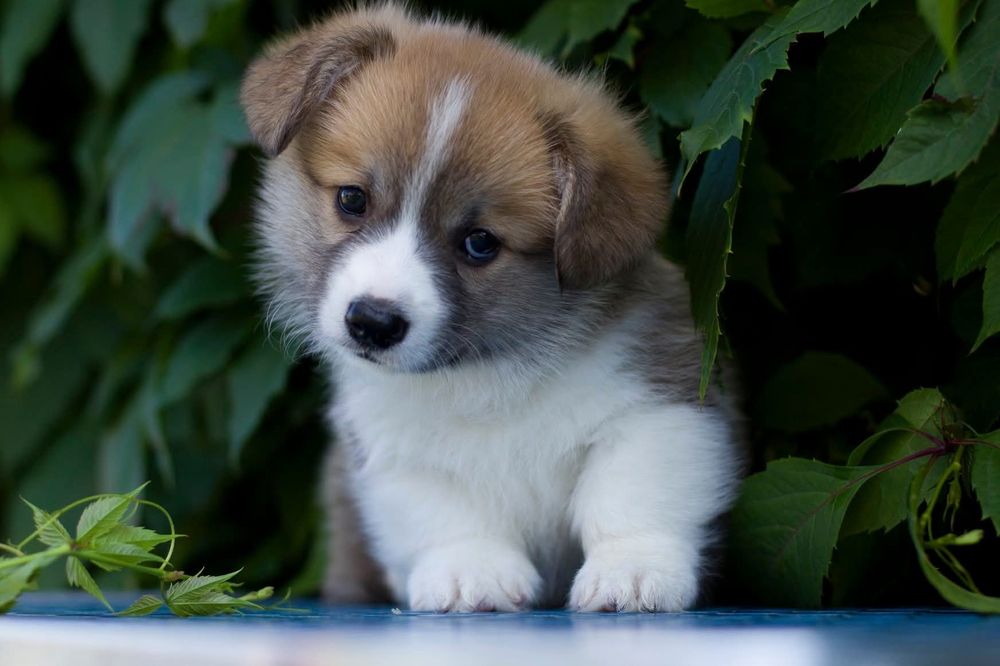 Корги щенки пемброк