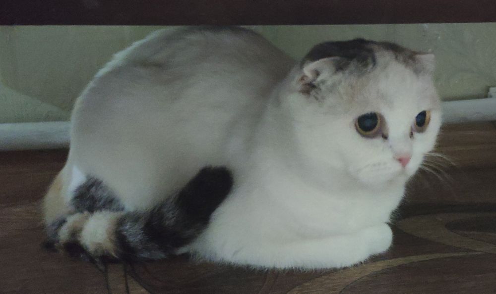 Молодая кошечка фолд