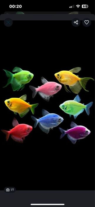 Рыба (glofish) 6шт