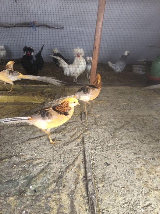 Vand fazani si fazanite galben si rosu.