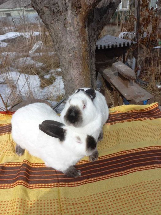 Кролики мясной породы