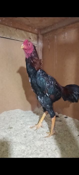 Дакан петух китайц