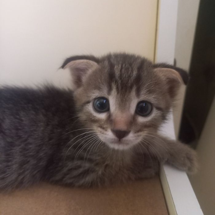 Вислоухие котята один мес мальчик и девочка