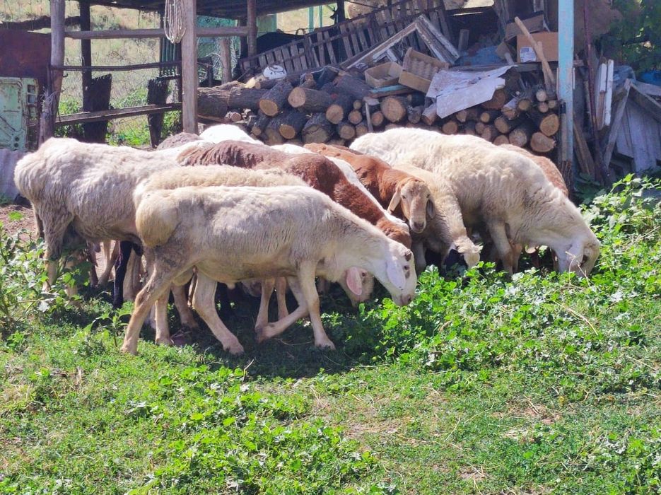 Продам Баранов (Кошкаров)