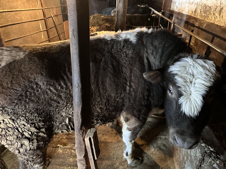 Продается племенной бык