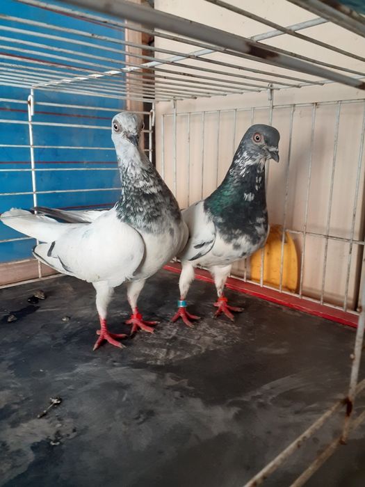 Rațe Rouen de ânzare!re!